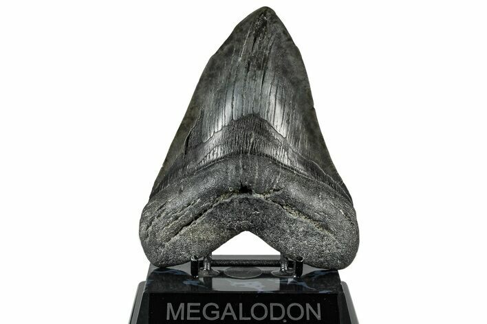 Huge Fossil Megalodon Tooth - South Carolina #324264